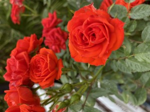 ALLENSMORE RED (miniature)